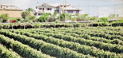 Vinho de Carcavelos resiste à concorrência